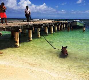 Schweinchen beim Badeausflug