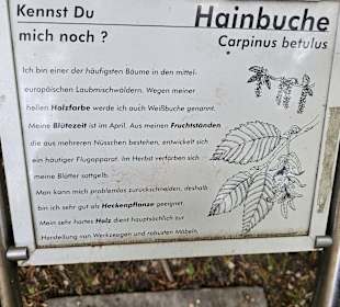 Hainbuche