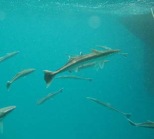 Schnorcheln bei Luxury Sailing Trip