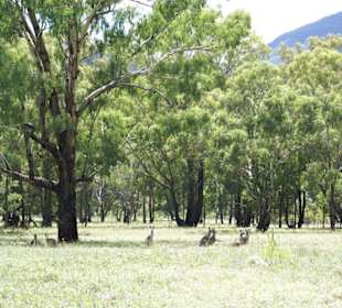 Warrumbungle Nt. Park