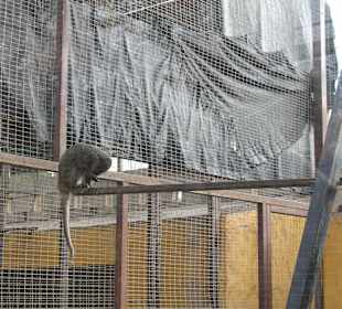 Mono De Allen - Africa