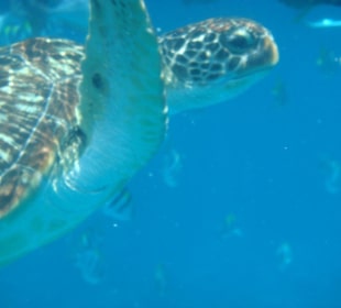 Schwimmen mit einer Schildkröte