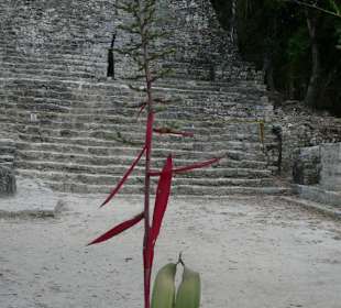 Blume vor der Pyramide