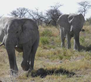 Etosha Nationalpark