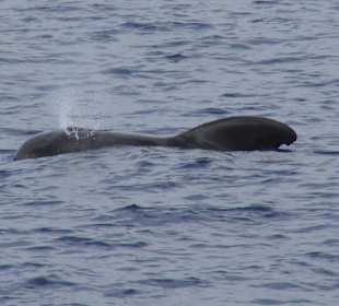 Eindrucksvolles Erlebnis Grindwale vor Teneriffa