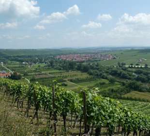 Escherndorf: Eindrücke einer Weinbergeswanderung