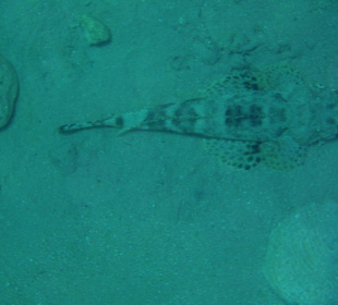 Krokodilfisch in ca. 6m Tiefe