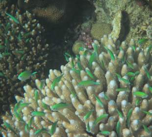Schnorcheln beim Fort Arabesque