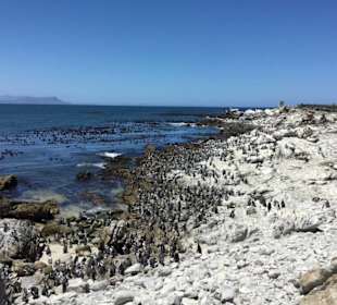 Stoney Point African Penguin Breeding Colony