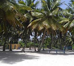 Saona