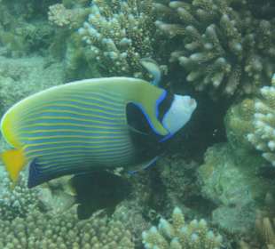 Fische