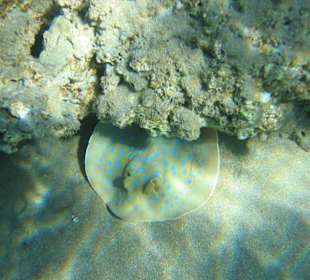 Blaupunktrochen am Hausriff,einer von vielen