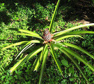 Berg und Tal - Ananas