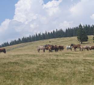 Parcul Natural Apuseni