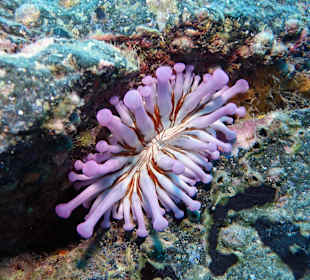 Seeanemone