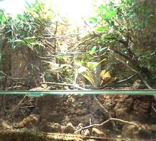 Staatliches Naturkunde Museum