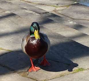 Frühling im Westfalenpark Dortmund