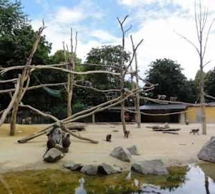 Zoologischer Garten 2016