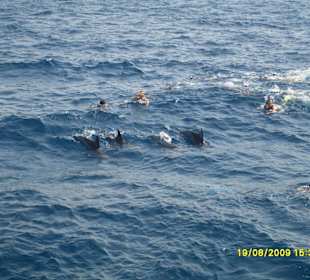 Schnorcheln mit Delfinen