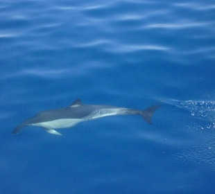 Flipper