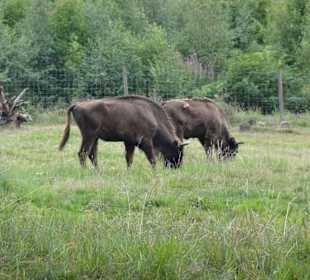 Wildpark Gersfeld