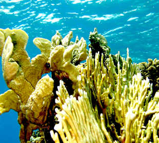 Hausriff Hotel Hyatt Regency Sharm el Sheikh