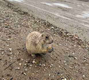 Badlands Ranch Store