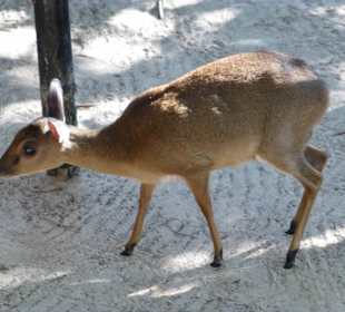 Die kleinste Gazelle der Welt