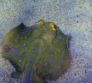 Podwodne życie w Abu Dabab