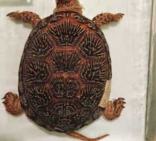 Im Schaumagazin des Übersee-Museums