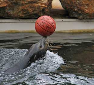 Sea Lion Show