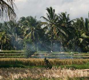 Reisfeld bei Ubud