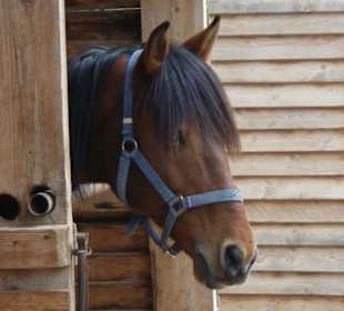 Ein Pferd