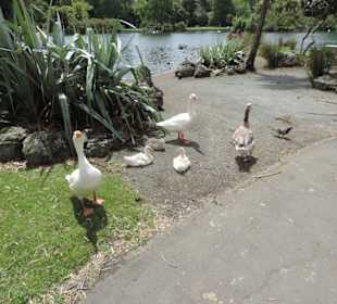 Wenn Sie Junge haben Vorsicht