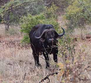 Tsavo Ost und West Safari