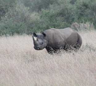 Safari Nashorn - Eines von leider nur noch Wenigen