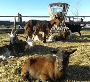 Adventmarkt auf Gut Aiderbichl 2016