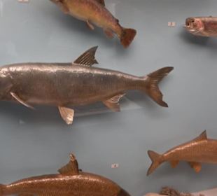 Natur- und Jagdmuseum