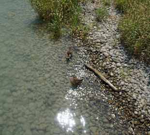 Brzeg jeziora Bodeńskiego
