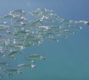 Schnorcheln Marsa Alam