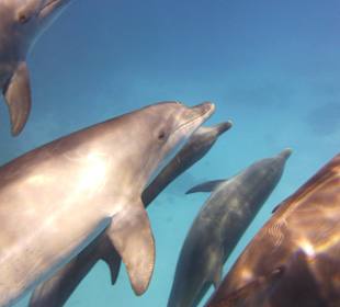 Delfine 1