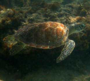 Schildkröte