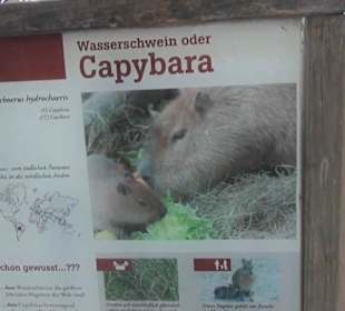 Südamerika Bereich - Capybara