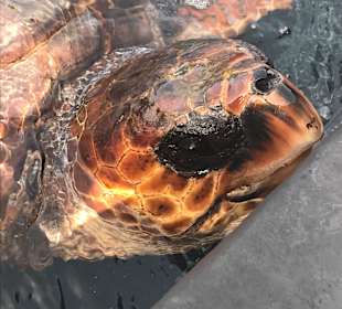 Schildkröten-Aufzuchtstation