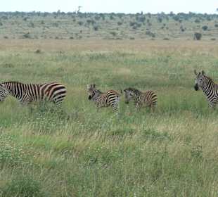 Zebras im Tsavo Ost