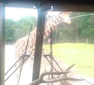 Im Safaripark