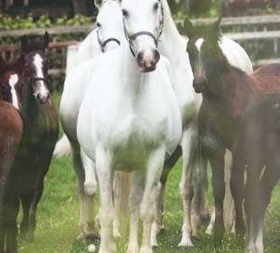 Die Lipizzaner in Piber