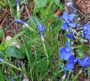 Enzian an der Bergstation