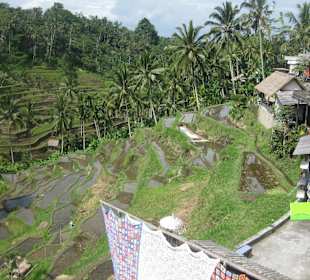 Blick auf die Terrassen