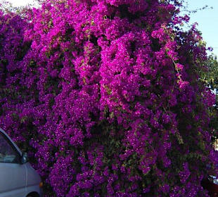 Diese Blütenpracht steht auf dem Vorplatz!